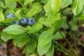 Green branches with berry of bilberry in the forest