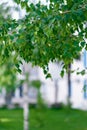 Green branches of birch in spring. Close-up Royalty Free Stock Photo