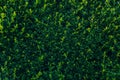 Green branches of boxwood in green park background. buxus bush i Royalty Free Stock Photo