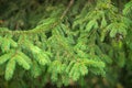 Green branches of bright spruce in the park
