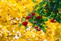 Green branches with bunches of red rowan Sorbus aucuparia, tree mountain ash on the background of golden autumn leaves. Autumn Royalty Free Stock Photo