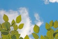 Green branches of a bush or tree against a blue sky. Royalty Free Stock Photo