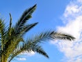 Green branches of Canary Island Date Palm against a bright blue sky Royalty Free Stock Photo