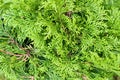 Green branches of Cedar in daylaight