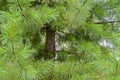 The green branches of the cedar are partly a fragment of a tree. Background