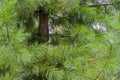 The green branches of the cedar are partly a fragment of a tree. Background