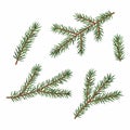Green branches of a Christmas tree, set, isolated on white background. Royalty Free Stock Photo