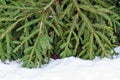 Green branches of a christmas tree on white snow Royalty Free Stock Photo