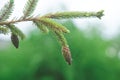 Green branches and cones of coniferous trees with drops of resin in a city park or garden. Summer. Urban improvement. Household