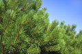 Green branches of a coniferous pine tree against the blue sky. Royalty Free Stock Photo