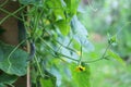 Green branches of cucumber plant with young vegetables and yellow flowers Royalty Free Stock Photo