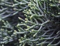 Green branches of the cypress, macro