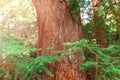 Green branches of a cypress tree on a background of brown tree bark