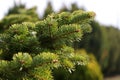 Green branches of fir tree in forest. Royalty Free Stock Photo