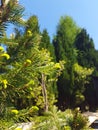 Green branches of fir tree in forest Royalty Free Stock Photo