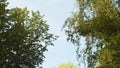 Branches of foliate trees against the sky