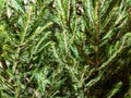 Green branches of fresh spruce tree closeup indoor