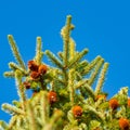 Green branches of fur tree or pine with cones. Selective focus Royalty Free Stock Photo