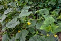 blooming cucumber vines on a trellis in a summer garden Royalty Free Stock Photo