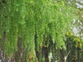 Green branches of larch close-up. Background with green conifer branches. Spring in the forest, Czech Republic