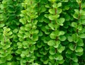 Green branches and leaves of barberry