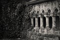 Green branches and leaves of ivy covering the wall step by step conquer ancient stone colonnade Royalty Free Stock Photo