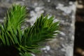 Green branches of Monkey Pozzle Tree, latin name Araucaria Araucana, native to Chile and western Argentina