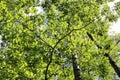 Green branches of oak and other trees on a sunny summer day Royalty Free Stock Photo