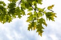 Green branches of the oak tree with tiny young acorns