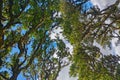 Green branches of an old tree against a blue sky. Royalty Free Stock Photo