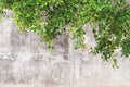 Green branches on the old wall