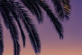 Green branches of palm trees on the background of  dusk purple sky - sunset background and leisure concept Royalty Free Stock Photo