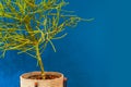 Green branches of Pencil cactus tree in a pot and blue wall.