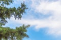 Green branches of pine on a background of blue sky. Soft focus. Place for text Royalty Free Stock Photo