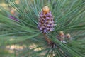 Detail of evergreen branches with pine cone Royalty Free Stock Photo