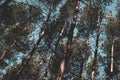 Green branches of a pine with young cones against the blue sky Royalty Free Stock Photo