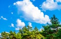 Green branches of a pine with young cones against the blue sky Royalty Free Stock Photo