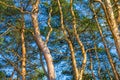 Green branches of a pine with young cones against the blue sky Royalty Free Stock Photo