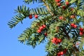 Taxus baccata ripe mature red cones on tree branch against clear blue sky Royalty Free Stock Photo