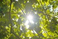 Through the green branches shines bright summer or autumn sun Royalty Free Stock Photo