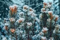 On the green branches of spruce or pine is beautiful white snow. In the foreground a few branches of pine or spruce. In Royalty Free Stock Photo