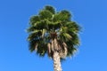 Green branches of a tall palm tree against a blue sky Royalty Free Stock Photo