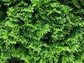 Green branches of thuja. Textural vegetative background from young branches Royalty Free Stock Photo