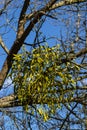 green branches of white mistletoe close-up, Viscum album, Santalaceae, symbol romance, fertility, and vitality, hemiparous plant, Royalty Free Stock Photo