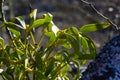 green branches of white mistletoe close-up, Viscum album, Santalaceae, symbol romance, fertility, and vitality, hemiparous plant, Royalty Free Stock Photo