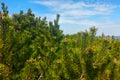 Green branches of young pine trees against the blue sky Royalty Free Stock Photo