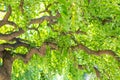 Green branchy tree. Curved trunk and curved branches. Juicy greens giving a shadow. Texture of a green branchy tree close up Royalty Free Stock Photo