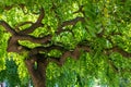 Green branchy tree. Curved trunk and curved branches. Juicy greens giving a shadow. Texture of a green branchy tree close up Royalty Free Stock Photo