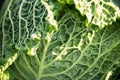 Green Brassica oleracea sabauda savoy cabbage Royalty Free Stock Photo