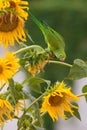 Green Brazilian parakeet eating seeds